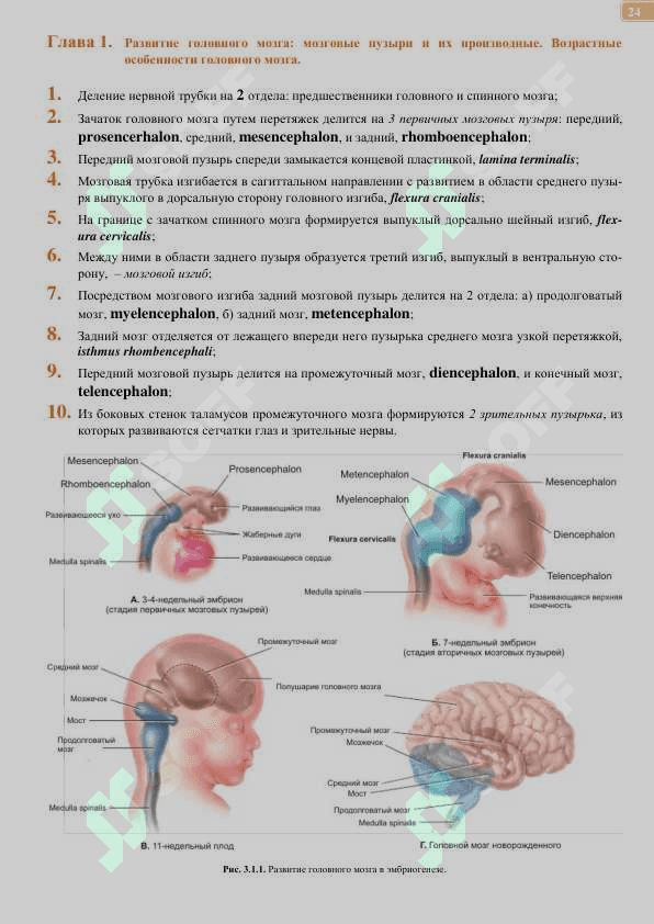 Головной мозг 2