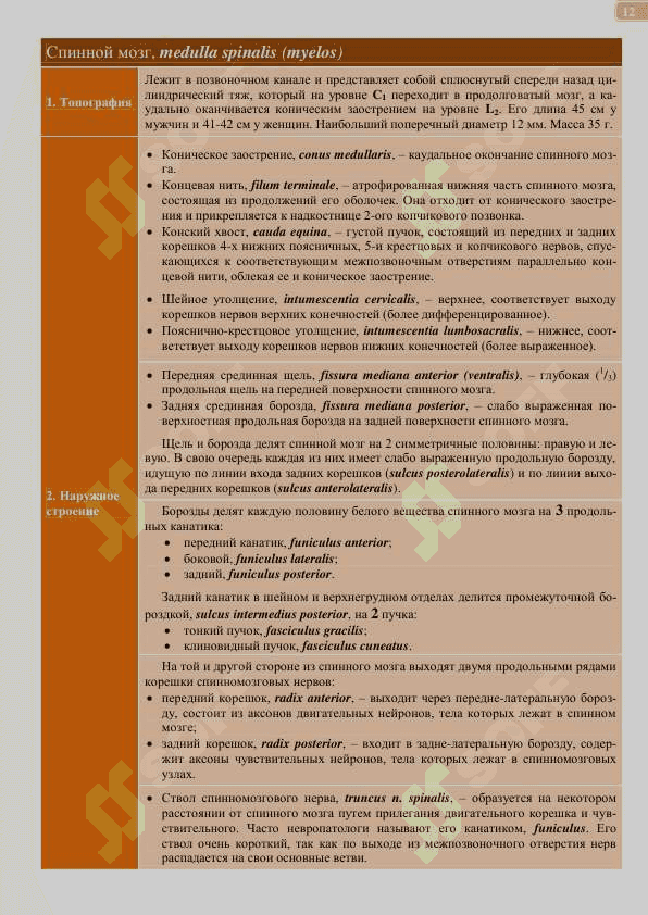 Спинной мозг 3