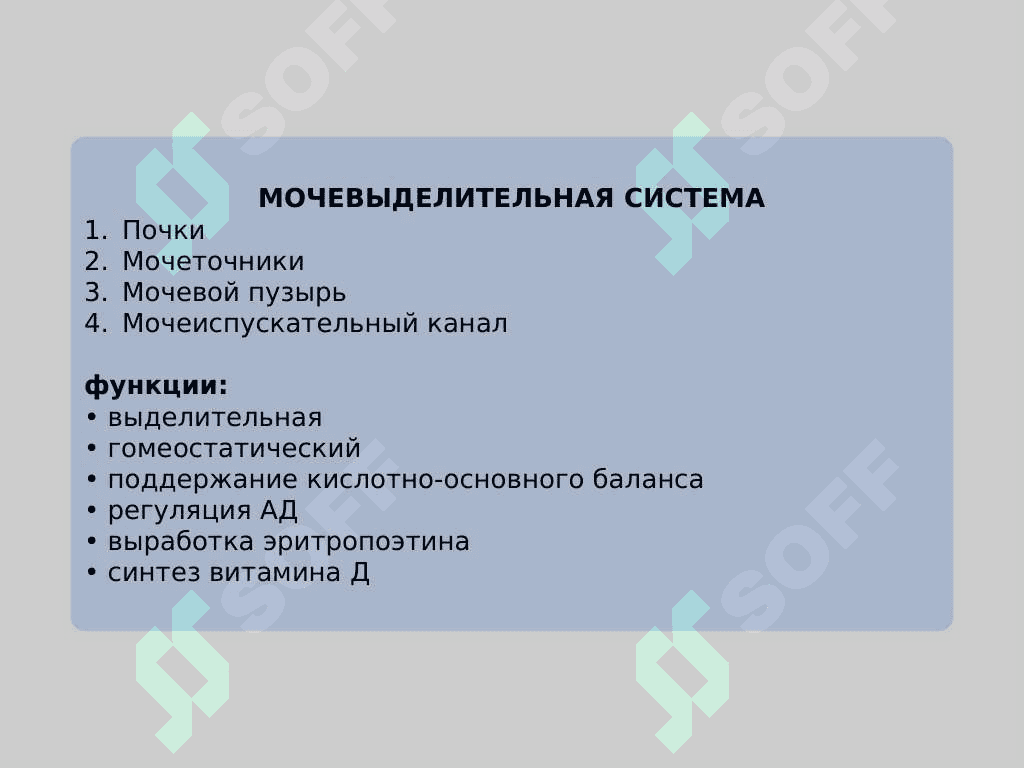 Мочевиделительная система 2