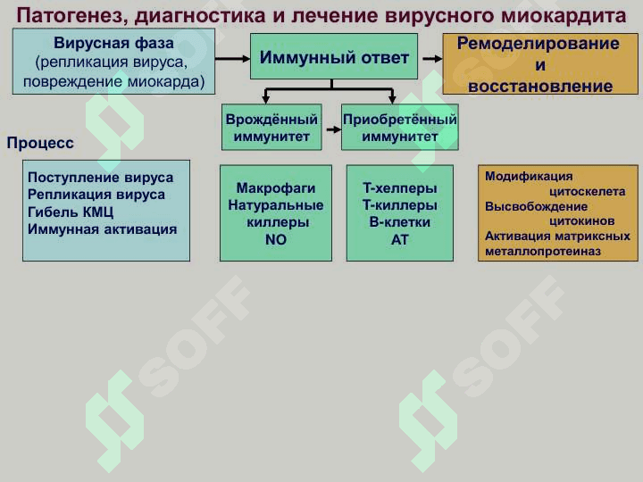 Миокардит 7
