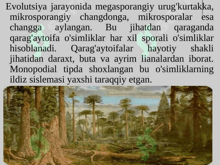 QARAG'AYTOIFA O'SIMLIKIAR BO'LIMI - PINOPHYTA 6