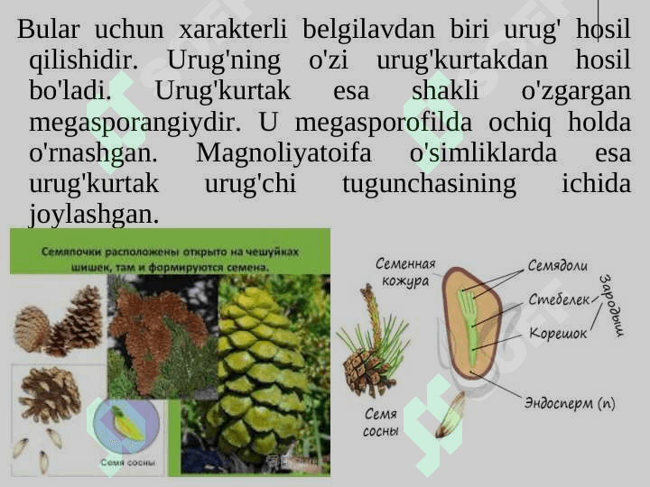 QARAG'AYTOIFA O'SIMLIKIAR BO'LIMI - PINOPHYTA 5