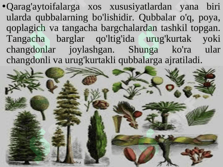 QARAG'AYTOIFA O'SIMLIKIAR BO'LIMI - PINOPHYTA 7