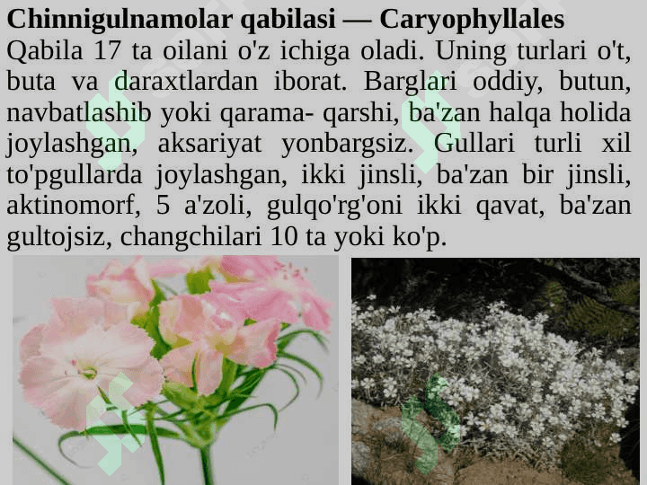 Chinnigulkabilar kichik ajdodi — Caryophyllidae 6
