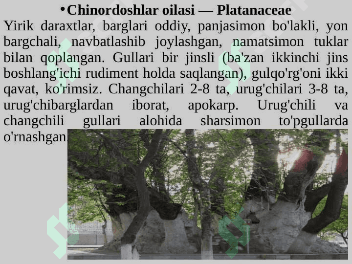 Gamamelidkabilar kichik ajdodi (sinfi) — Hamamelididae 8