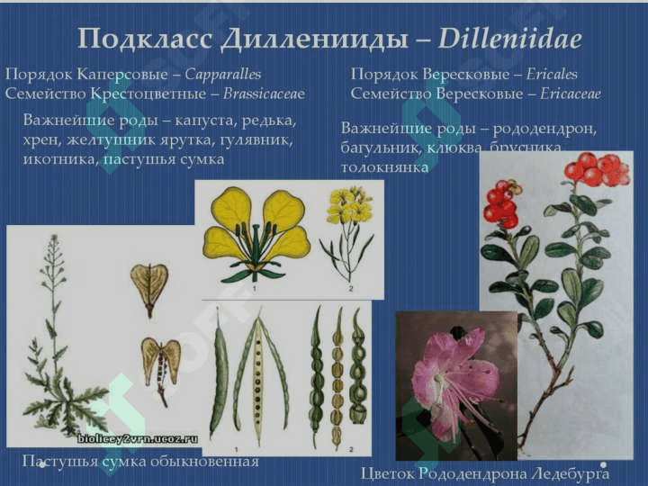 DILLENIYAKABILAR KICHIK AJDODI — DILLENIDAE 3