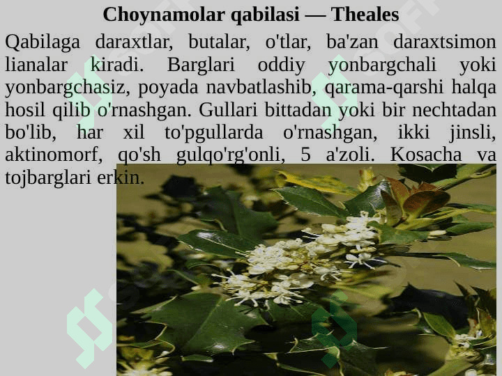 DILLENIYAKABILAR KICHIK AJDODI — DILLENIDAE 7