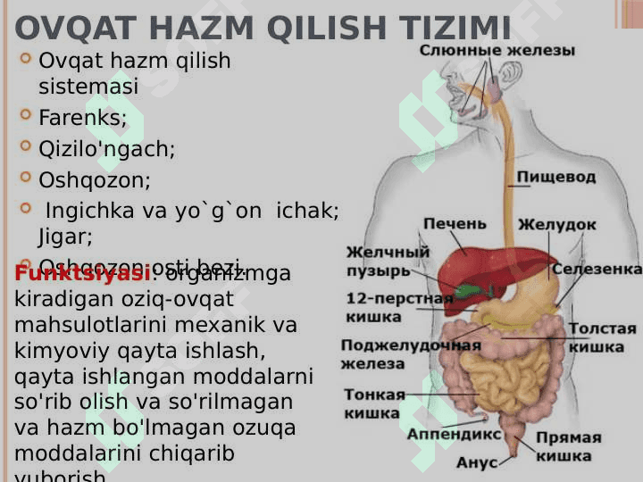Ovqat hazm qilish sistemasi 2