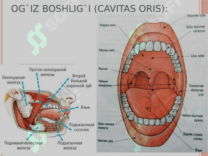 Ovqat hazm qilish sistemasi 3