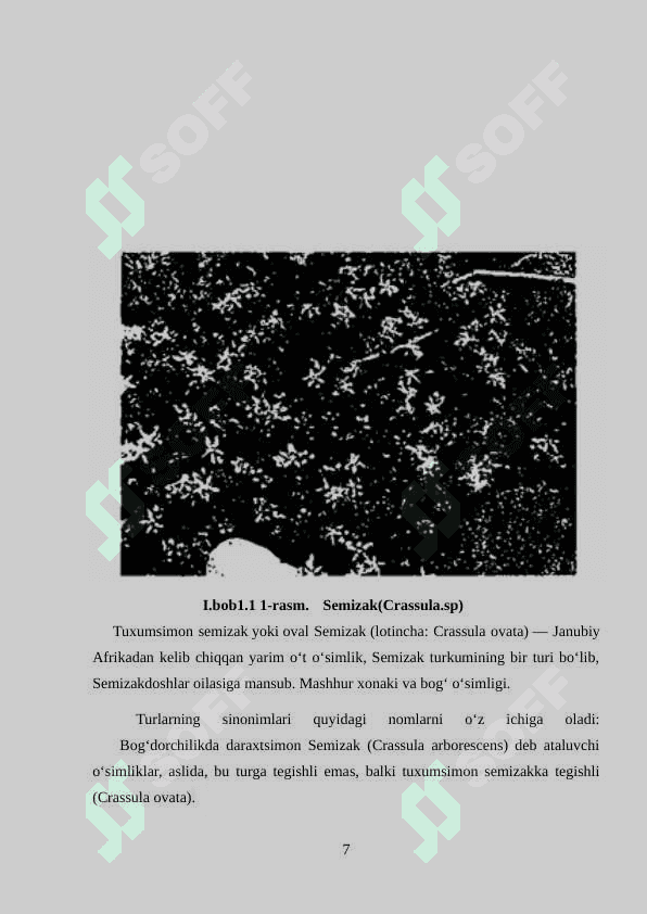 Semizakdoshlar  (Crassulaceae) sistematikasi. Semizakdoshlar (Crassulaceae) turlari 7