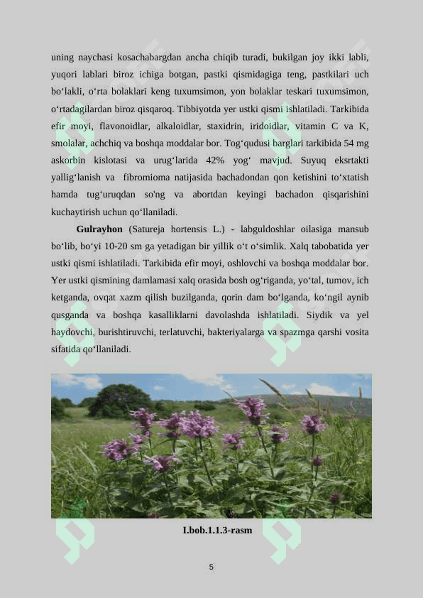 Marvaridguldoshlar oilasi. Marvaridguldoshlar oilasining turlari 6