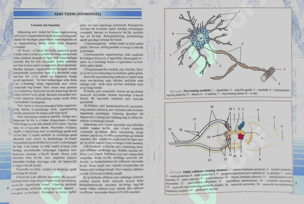 Anatomiya atlasi 4