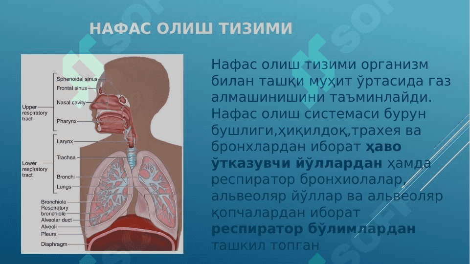 Nafas olish sistemasi 3