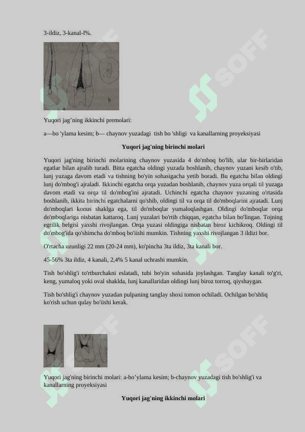 Yuqori jag'ning birinchi premolar! 2