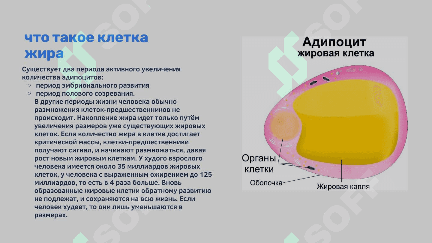 Клетка жира 2