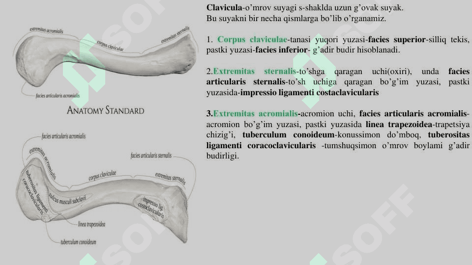Qo'l,oyoq va chanoq  suyaklari 2