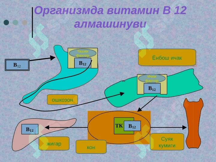 Megaloblastik anemiya 3