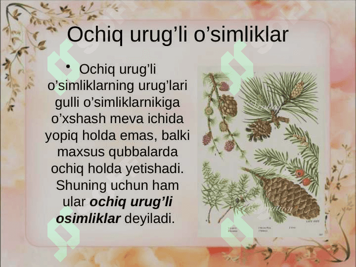 Ochiq urug'li o'simliklar (Qarag'ay Toifa) bo'limi 2