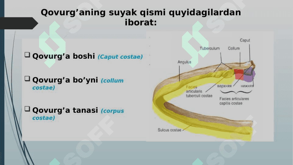Qovurg’alar va to’sh suyagi 5
