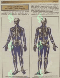 Atlas Odam anatomiyasi 1-tom 5