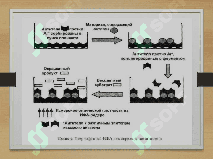 Immunoenzim tahlilining getrogen usuli 4