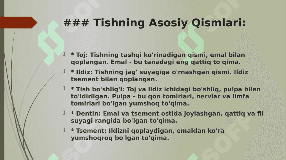 Tishlarning anatomiyasi 3