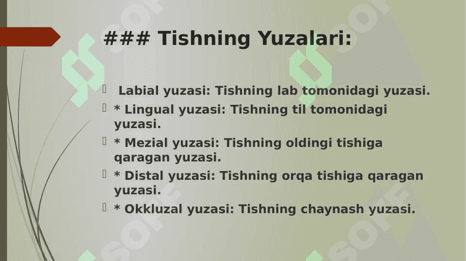 Tishlarning anatomiyasi 4