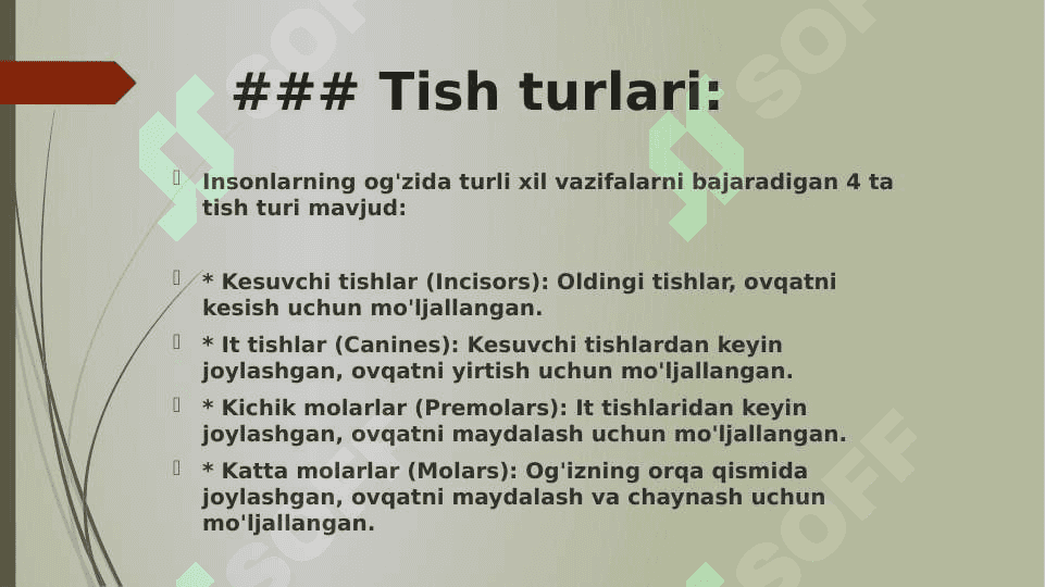 Tishlarning anatomiyasi 5