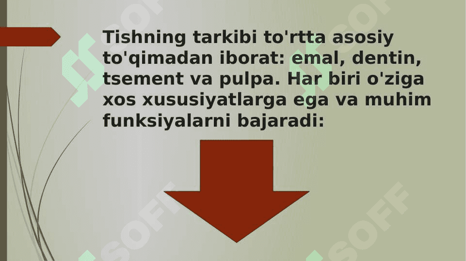Tishlarning anatomiyasi 8
