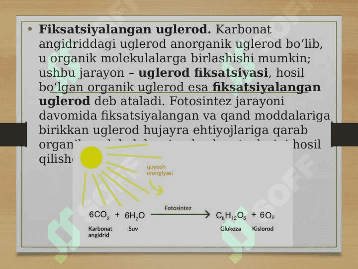 Fotosintez jarayonlari 3