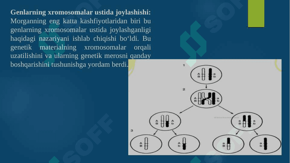 Toms Morganing xromosoma nazariyasi 8