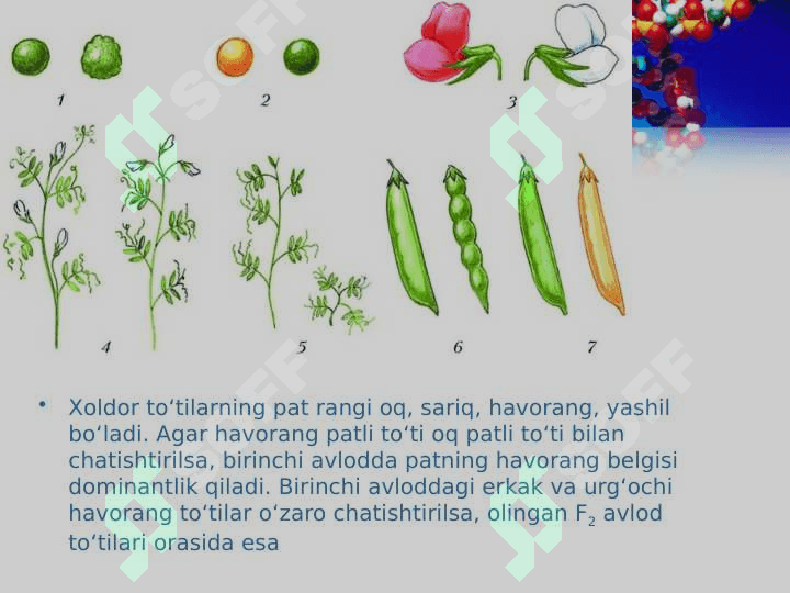 Noallel genlarning irsiylanishi. Epistaz 4