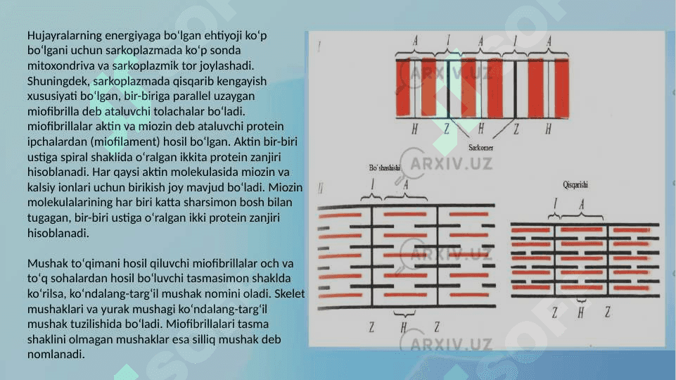 Сhaynash mushaklarining kuchi va ishi.Fiziologik elektroton xodisasi 7