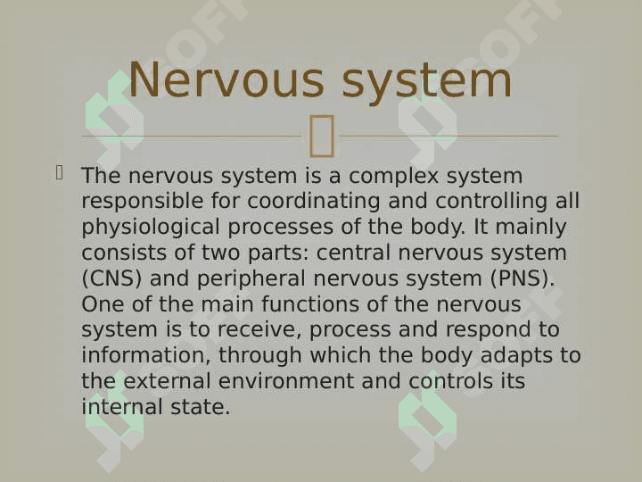 Nervous system 3