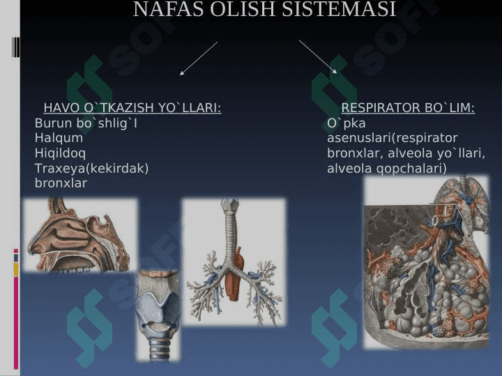 nafas olish sistemasi 2