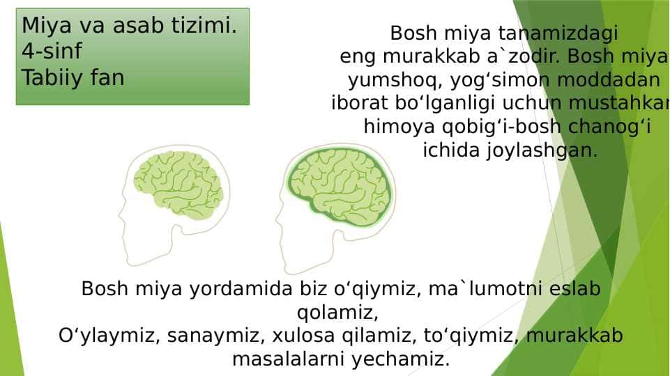 Miya va asab tizimi 4-sinf