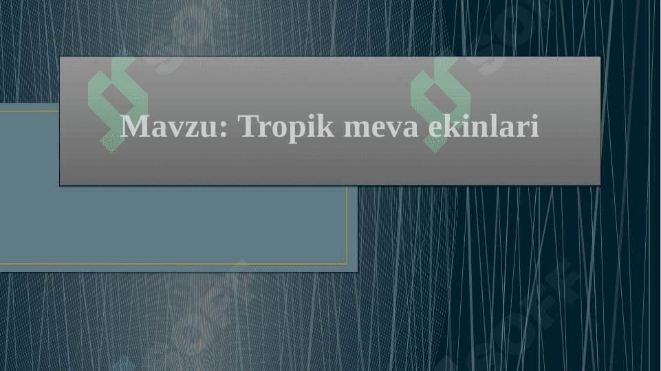 Tropik meva ekinlari 2