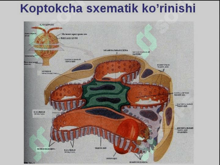 Nefrotik sindrom 6
