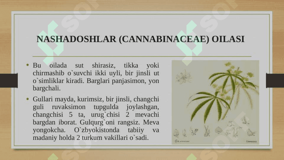 Qichitqigullilar tartibi, qichitqi-doshlar va nashadosh-lar oilasiga kiruvchi vakillari, tuzilishi va ahamiyati. 4
