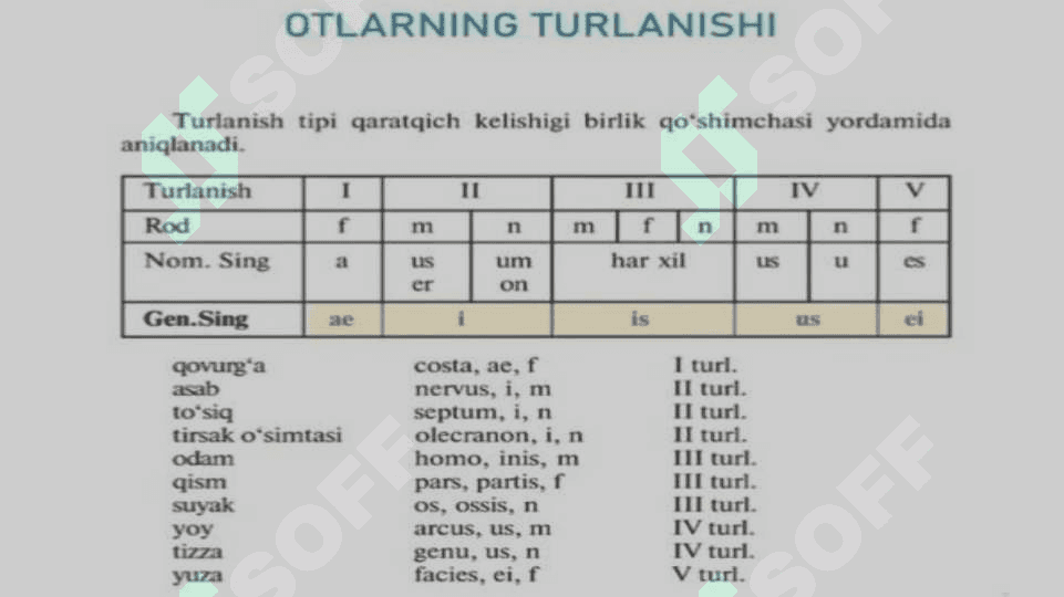 Ot soʻz turkumi. Lotin tili 5