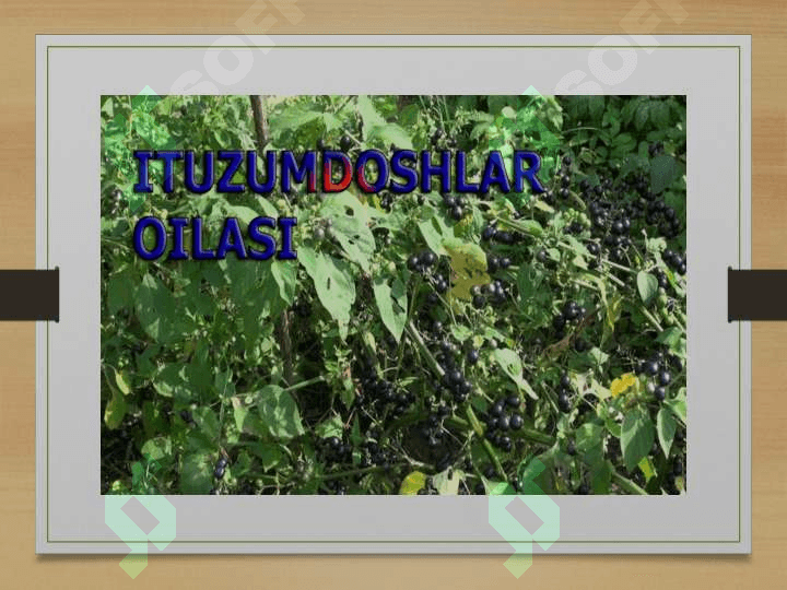 Ituzumdoshlar oilasi 4