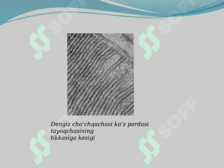 HUJAYRA MEMBRANASI VA UNING TUZILISHI. 7