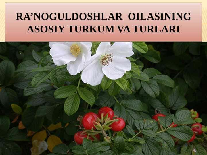 Ra’noguldoshlar  oilasining asosiy turkum va turlari