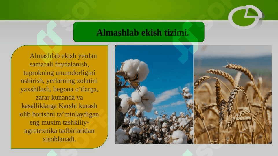 Bug’doy – G’o’za  almashlab ekish  tizimi 3