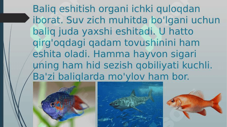 Karpsimon baliqlar sistematikasi 6