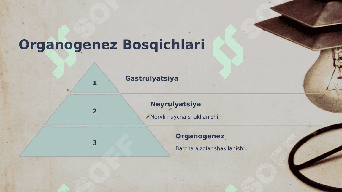 Inson Embriogenezining Qaltis Davrlari 4