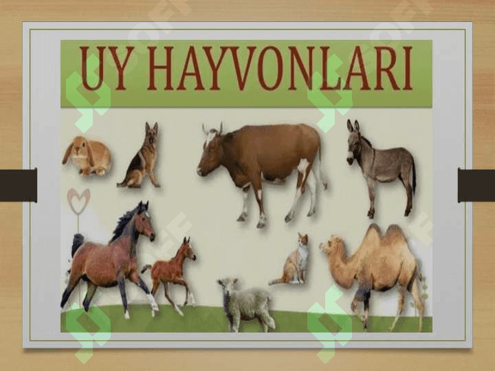 Maktabgacha ta'limda bolalarni uy va yovvoyi hayvonlar bilan tanishtirish va ularni tashqi ko'rinishi 7