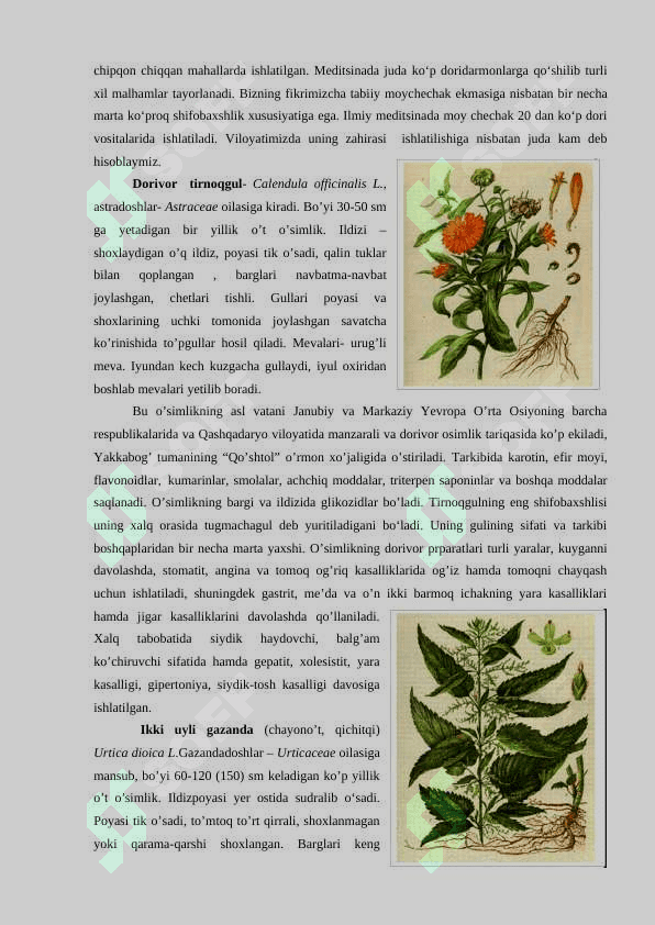 O’zbekistonning foydali o’simliklari 4