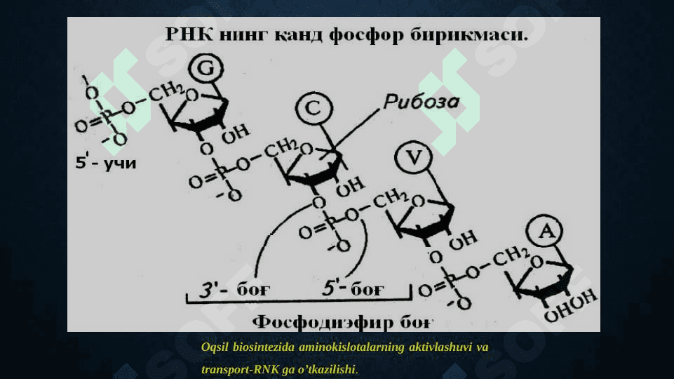 Oqsil biosintezida DNK va RNK ning ro'li 5