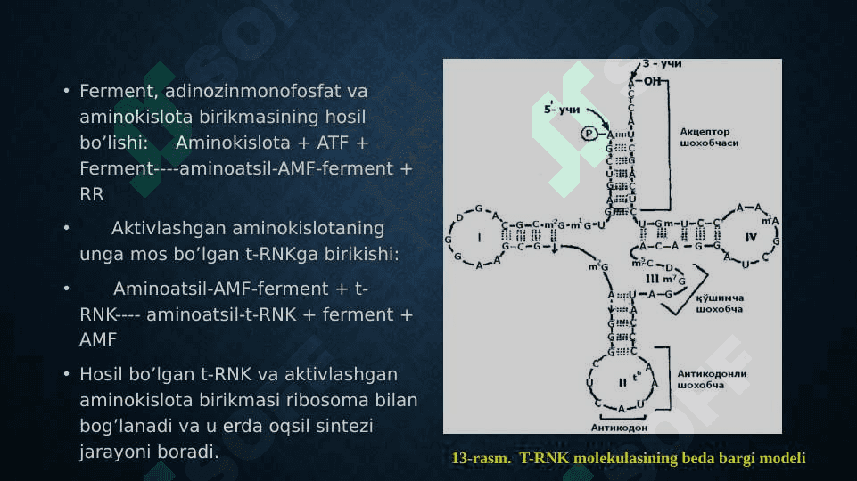 Oqsil biosintezida DNK va RNK ning ro'li 7